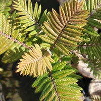 Sorbus scalaris 